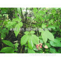 Hot sale and best quality Panax Ginseng Flower Extract